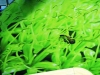 3D полы зеленая трава