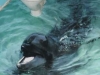 3D полы дельфин