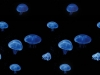 3D полы медузы