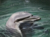 Дельфин в ванной наливной пол