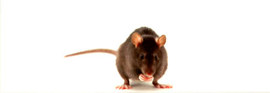 3д плинтус - фото мышки