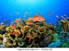 Полимерные полы кораллы