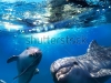Наливные 3d полы дельфины в море