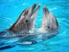 Наливные полы 3d два дельфина