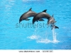 Наливные полы 3d дельфины
